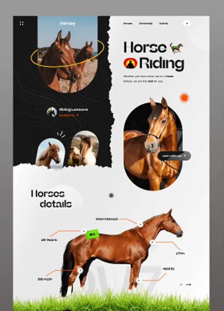 Image of horse brochure